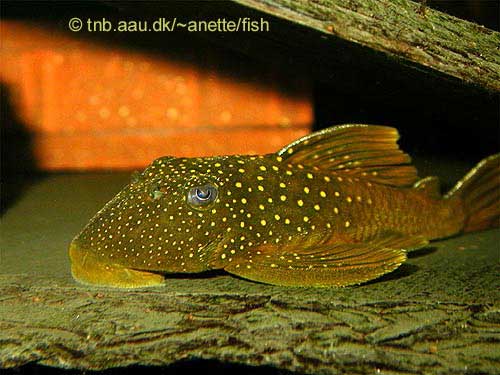 Lemon Spotted Green Pleco, Hemiancistrus subviridis L200