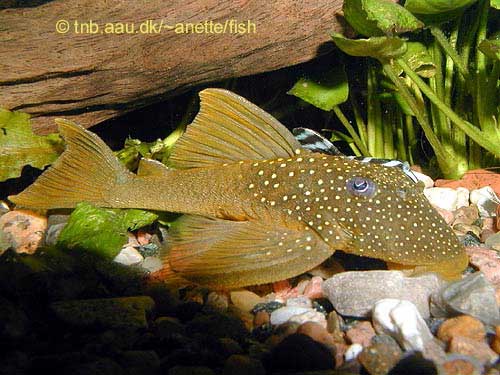 Lemon Spotted Green Pleco, Hemiancistrus subviridis L200
