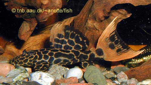 Leopard Cactus Pleco, Red Tailed Sternella Pleco, Pseudoacanthicus leopardus L114