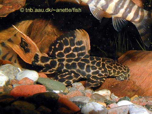 Leopard Cactus Pleco, Red Tailed Sternella Pleco, Pseudoacanthicus leopardus L114