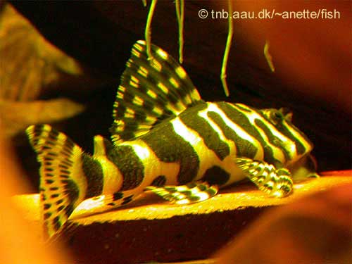 Leopard Frog Pleco, Peckoltia L134