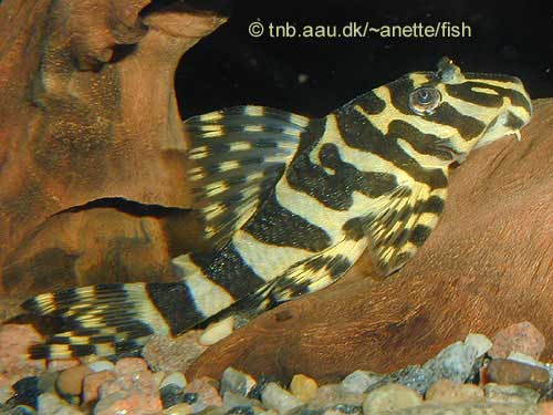 Leopard Frog Pleco, Peckoltia L134