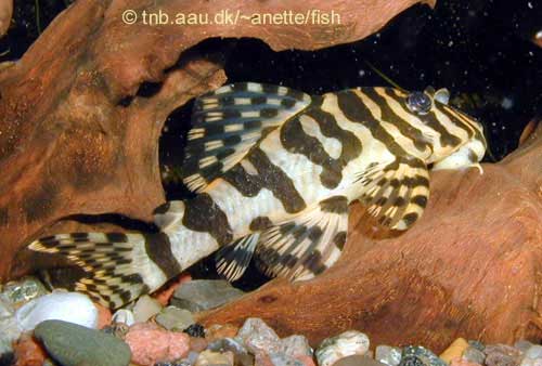 Leopard Frog Pleco, Peckoltia L134