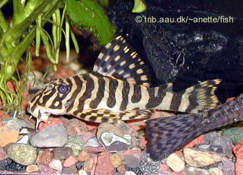 Leopard Frog Pleco, Peckoltia sp.L134