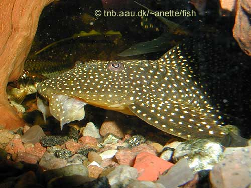 Lot Spot Pleco, Pseudancistrus sp L067