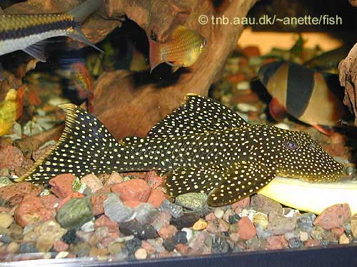 Lot Spot Pleco, Pseudancistrus sp L067