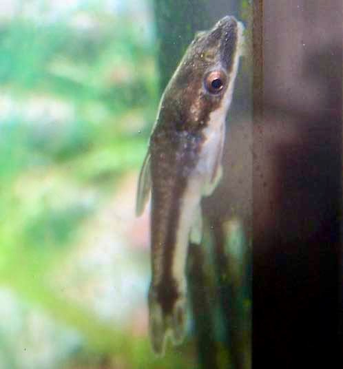 Otto Catfish, Otocinclus affinis