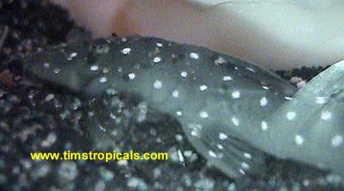 Peppermint Pleco, Parancistrus sp. L30
