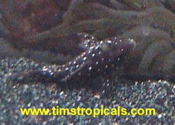 Peppermint Pleco, Parancistrus sp. L30