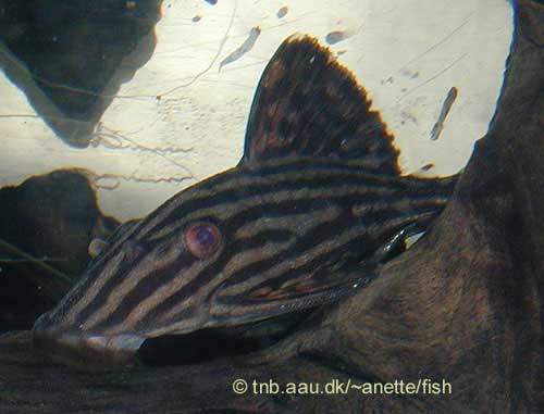 Royal Pleco, Panaque lineatus L027