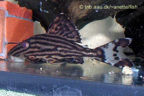 Royal Pleco, Panaque lineatus L027