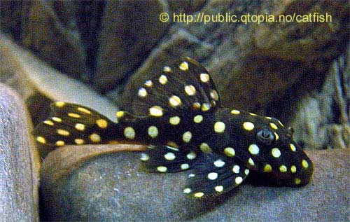 Big White Spot Pleco, Snow Ball Pleco, Baryancistrus sp L142