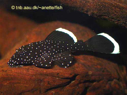 Starlight Bristlenose Pleco, White Seam Pleco, Ancistrus dolichopterus L183