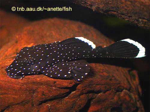 Starlight Bristlenose Pleco, White Seam Pleco, Ancistrus dolichopterus L183