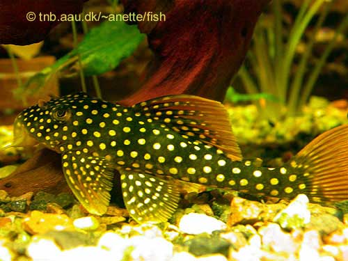 Sunshine or Goldie Pleco, Scobinancistrus aureatus L014