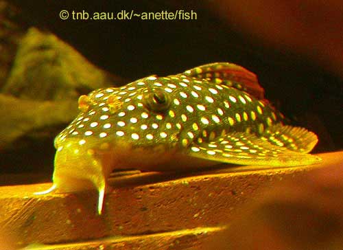 Sunshine or Goldie Pleco, Scobinancistrus aureatus L014