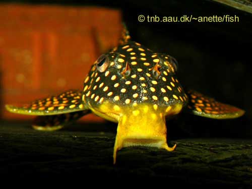 Sunshine or Goldie Pleco, Scobinancistrus aureatus L014