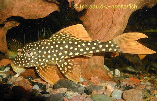 Sunshine or Goldie Pleco, Scobinancistrus aureatus L014