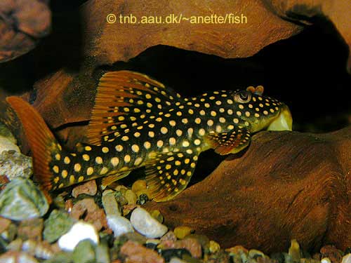 Sunshine or Goldie Pleco, Scobinancistrus aureatus L014