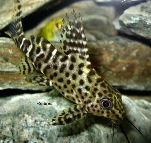 Upside Down Catfish, Synodontis Nigriventris