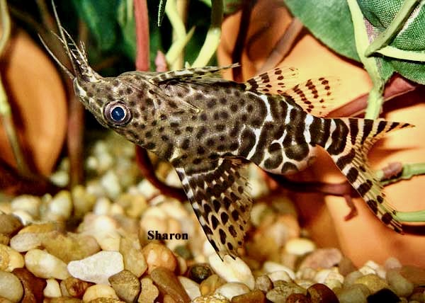 Upside Down Catfish, Synodontis Nigriventris