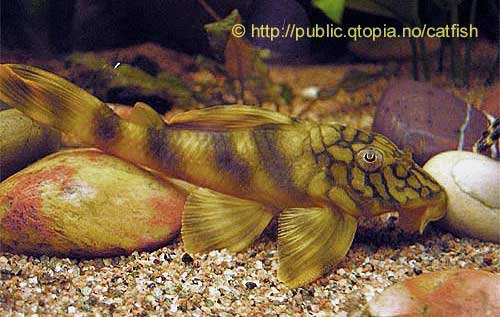 Worm Line Peckoltia, Peckoltia cf. braueri L135