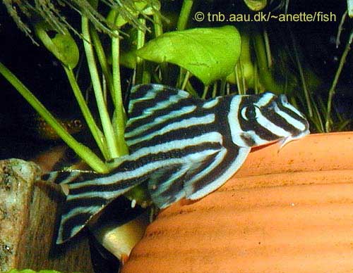 Zebra Pleco, Hypancistrus Zebra L046