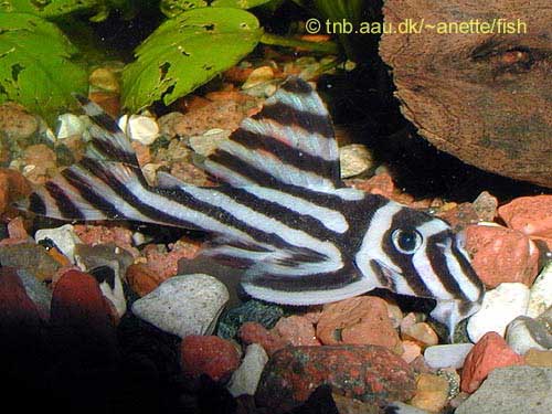 Zebra Pleco, Hypancistrus Zebra L046