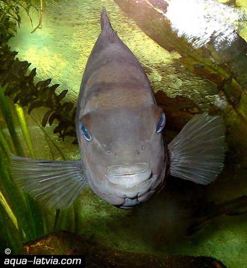Convict Cichlid, Archocentrus nigrofasciatus