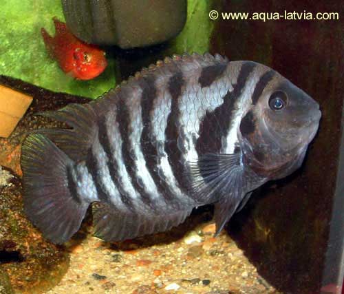 Convict Cichlid, Archocentrus nigrofasciatus