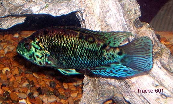 Blue Jack Dempsey Cichlid, Nandopsis octofasciatus