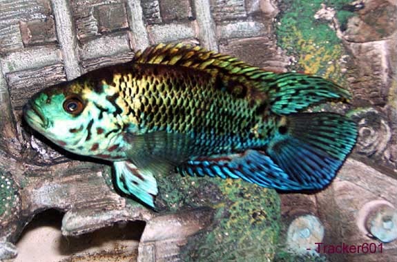 Blue Jack Dempsey Cichlid, Nandopsis octofasciatus
