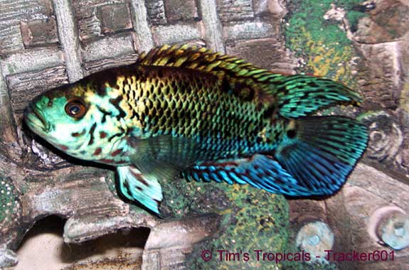 Blue Jack Dempsey Cichlid, Nandopsis octofasciatus