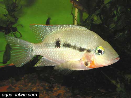 Firemouth Cichlid, Thorichthys meeki