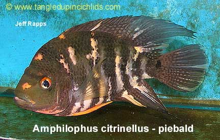 Midas Cichlid, Amphilophus citrinellus