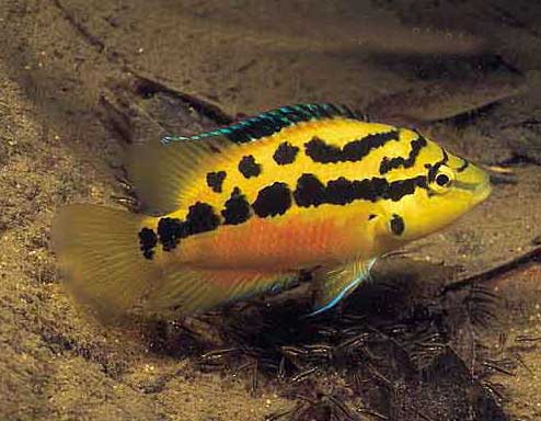 Salvini cichlid, Cichlasoma salvini