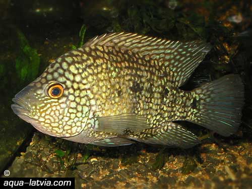 Texas Cichlid, Cichlasoma Cyanoguttatum