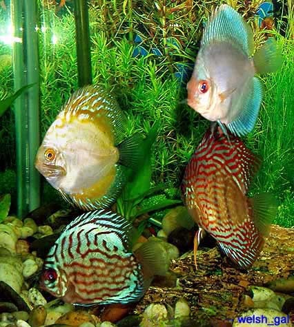 Assorted Discus, Symphysodon aequifasciatus
