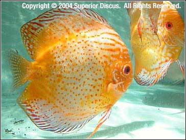 Red Spotted Golden Discus, Symphysodon aequifasciatus