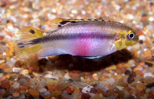 Female Kribensis, Pelvicachromis pulcher