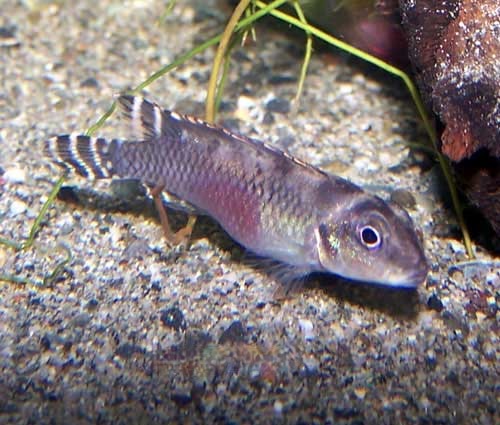 Cross Dressing Dwarf Cichlid, Nannochromis Transvestitus