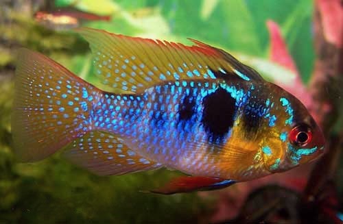 German Blue Ram, Mikrogeophagus ramirezi