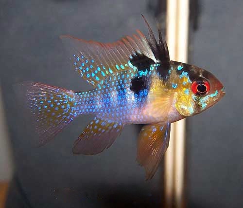 German Blue Ram, Mikrogeophagus ramirezi