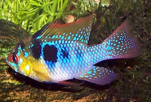 German Blue Ram, Mikrogeophagus ramirezi