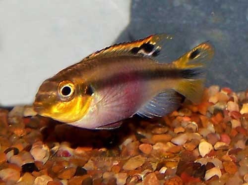 Female Kribensis, Pelvicachromis pulcher