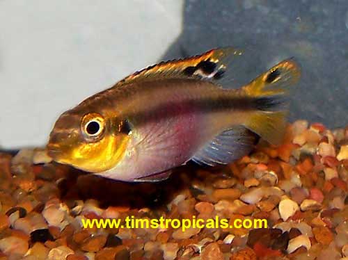 Female Kribensis, Pelvicachromis pulcher