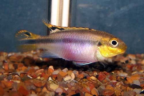 Female Kribensis, Pelvicachromis pulcher