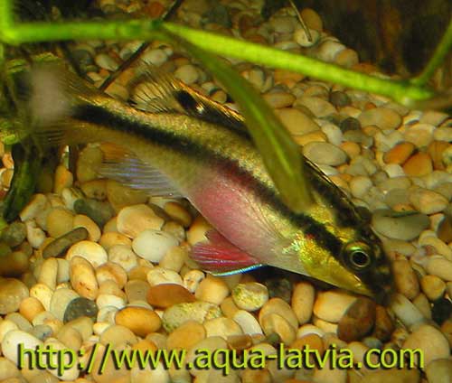 Female Kribensis, Pelvicachromis pulcher