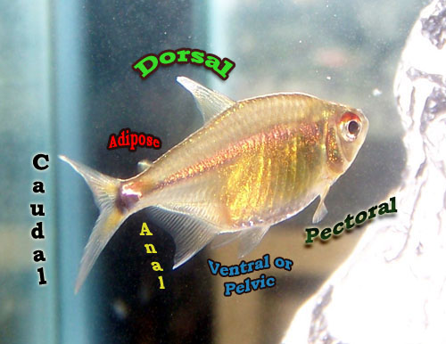 freshwater tropical fish anatomy
