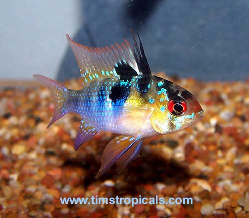 German Blue Ram, Mikrogeophagus ramirezi